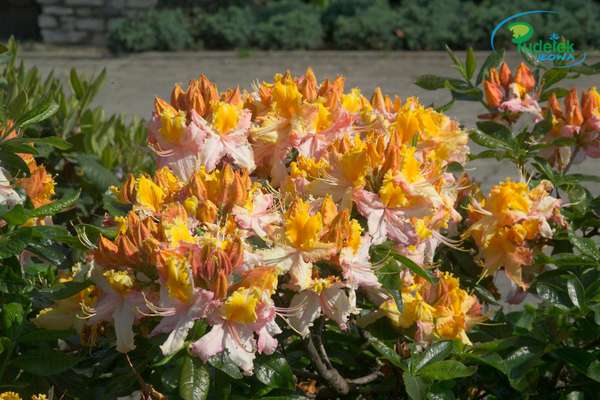 Azalia Washington State Centennial